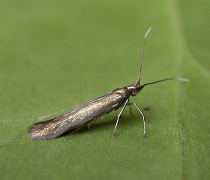 Adult &bull; Eye, Suffolk &bull; &copy; Paul Kitchener