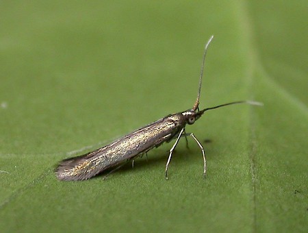 Clover Case-bearer Coleophora alcyonipennella