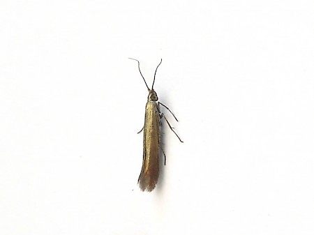 Clover Case-bearer Coleophora alcyonipennella