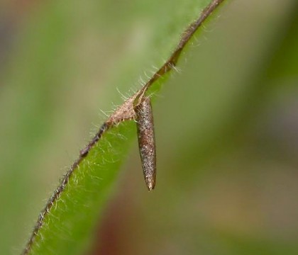 Larval case &bull; &copy; David Slade