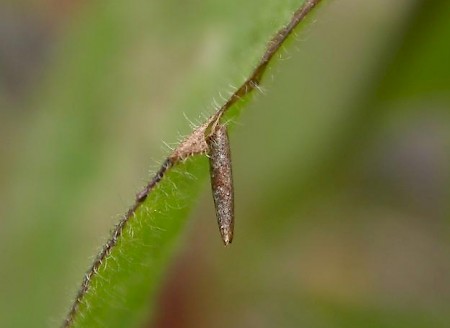 Coleophora conyzae