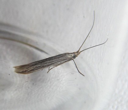 Adult &bull; Almeria, Spain &bull; &copy; Pete & Ginny Clarke