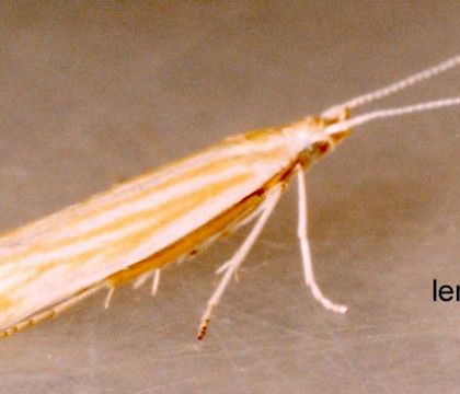 Adult &bull; Ex larva on Ballota nigra. Heswall, Cheshire &bull; &copy; Ian Smith