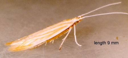 Coleophora lineolea