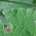 Feeding • Larval case and mine on Stachys sylvatica, May • © Robert Homan