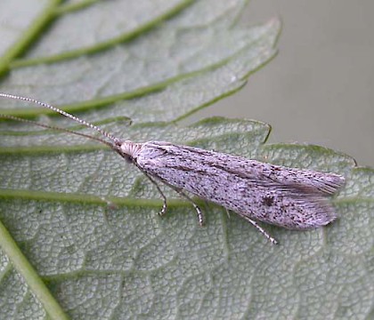 Adult &bull; Hampshire &bull; &copy; Ian Kimber