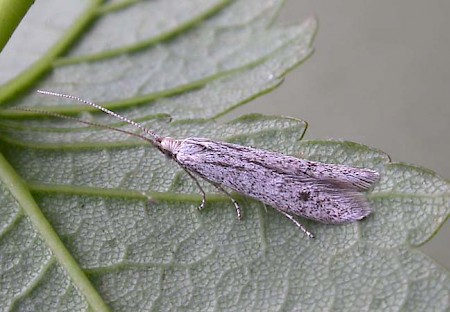 Coleophora hemerobiella