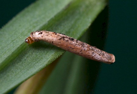 Coleophora lithargyrinella