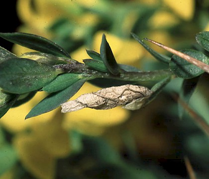 Larval case &bull; &copy; Tim Norriss