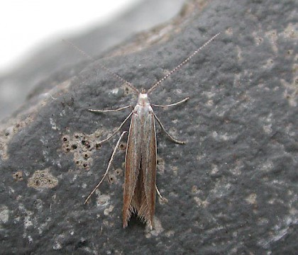 Adult &bull; Harlech, Gwynedd &bull; &copy; Helen Bantock