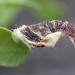 Larval case • Sark, Channel Islands • © Mark Lawlor