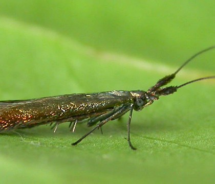 Female &bull; Chorlton, Greater Manchester, gen. det. S. Palmer &bull; &copy; Ben Smart