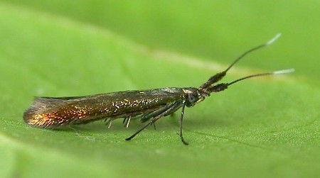 Coleophora deauratella