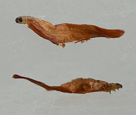 Coleophora deauratella