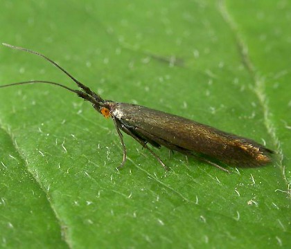 Adult &bull; &copy; Tony Prichard