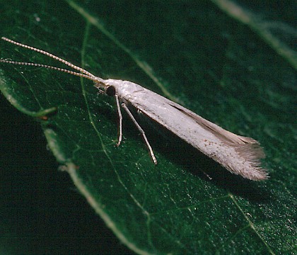 Adult &bull; Studham, Bedfordshire &bull; &copy; Charles Baker