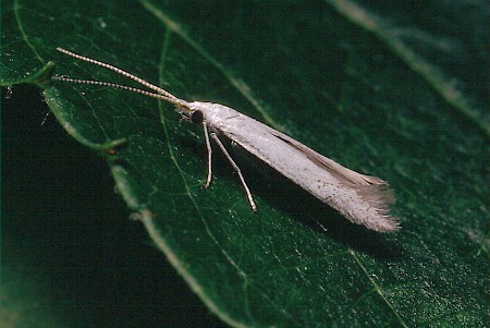 Pistol Case-bearer Coleophora anatipennella