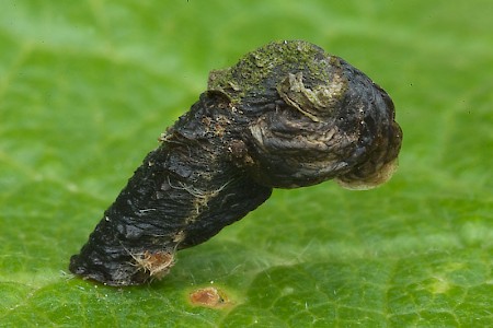 Pistol Case-bearer Coleophora anatipennella