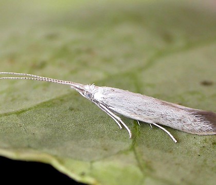 Adult, reared. &bull; Chorlton, Gtr. Manchester &bull; &copy; Ben Smart