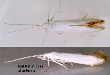 Coleophora albidella