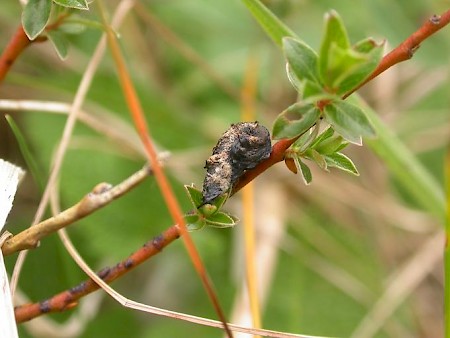 Coleophora albidella