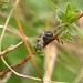 Larval case • Kenfig NNR, Glamorgan • © David Slade