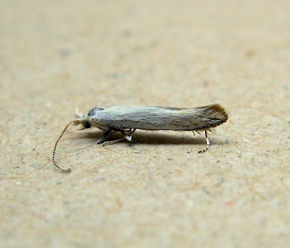 Adult &bull; SW France &bull; &copy; Graham Wenman