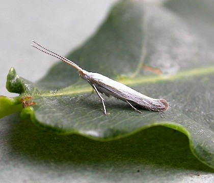 Adult &bull; Hampshire &bull; &copy; Rob Edmunds