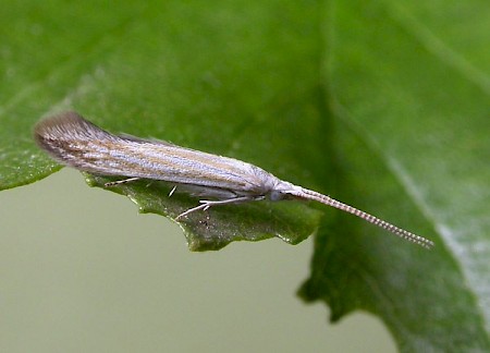 Coleophora betulella