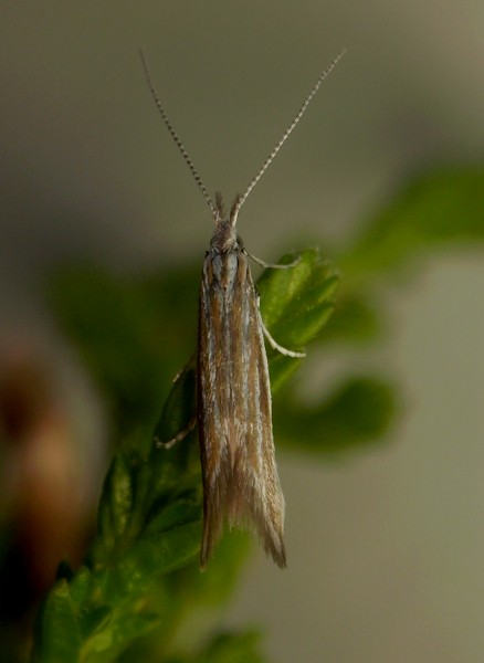 Coleophora pyrrhulipennella