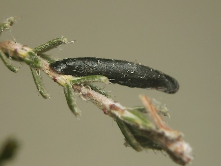 Coleophora pyrrhulipennella