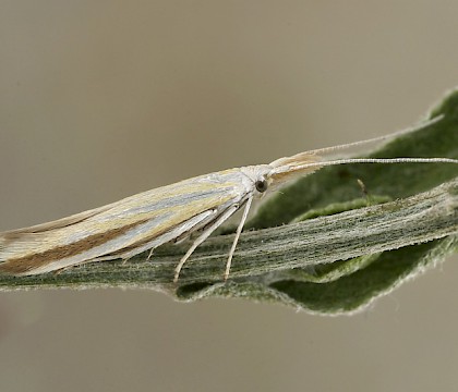 Adult &bull; Nieder &bull; &copy; Peter Buchner