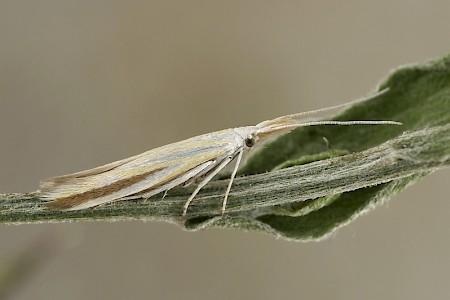 Coleophora conspicuella