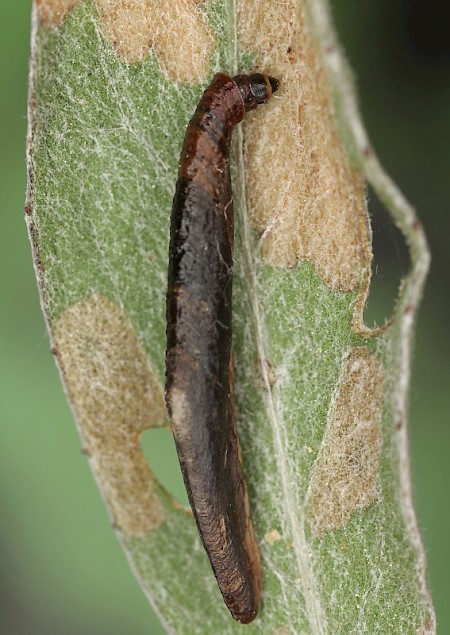 Coleophora conspicuella