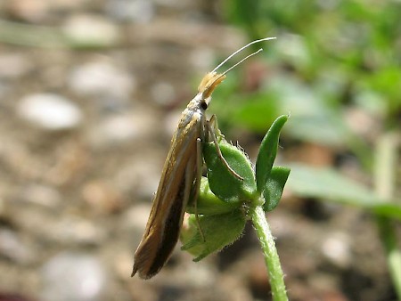 Coleophora vibicella