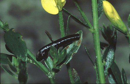 Coleophora vibicella