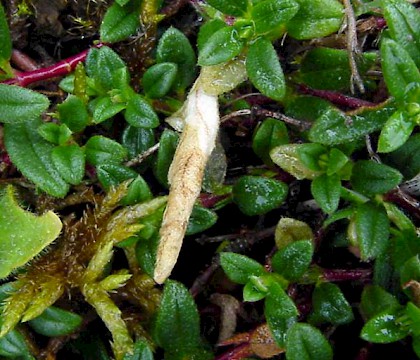 Larval case &bull; Somerset &bull; &copy; Geoff Brunt