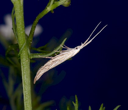 Adult &bull; Wharran Quarry, East Yorkshire &bull; &copy; Dave Chesmore