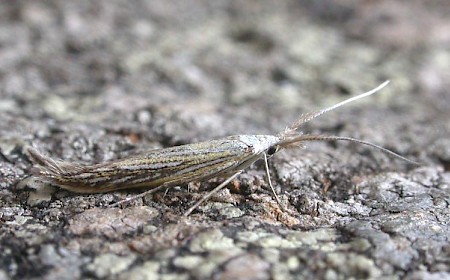 Coleophora lixella