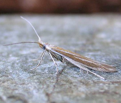 Adult &bull; &copy; Ben Smart