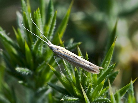 Coleophora albicosta