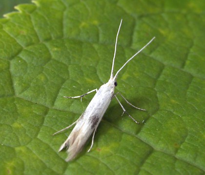 Adult &bull; Clipsham Quarry, Leics, July. Gen. det. Jon Clifton. &bull; &copy; Keith Tailby
