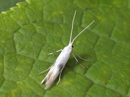 Coleophora pennella