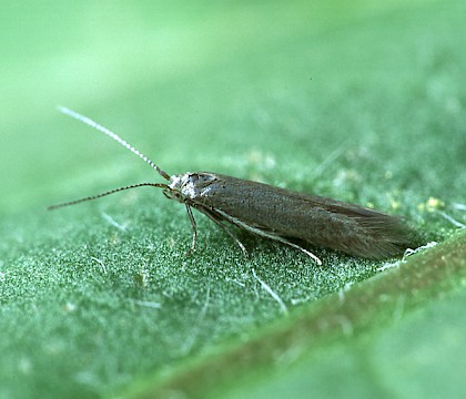 Adult &bull; Littleborough, Lancashire &bull; &copy; Ian Kimber