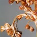 Larval case • Astley Moss, Cheshire, September 2001. On Juncus • © Ian Smith