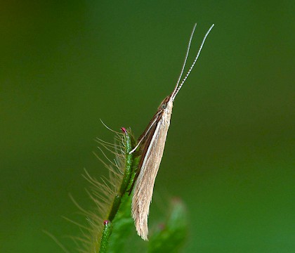 Adult &bull; Berrow, Somerset, reared from larva &bull; &copy; Patrick Clement