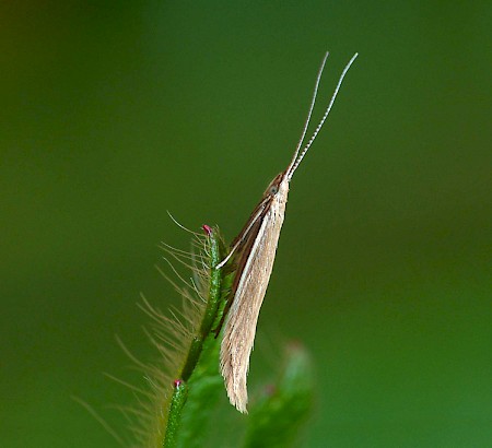 Coleophora glaucicolella