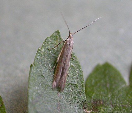 Adult &bull; Hampshire &bull; &copy; Rob Edmunds