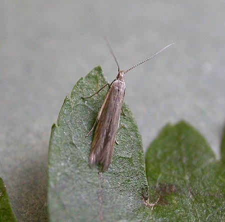 Coleophora alticolella