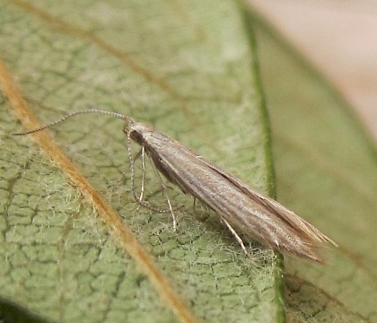 Adult &bull; East Ross, Scotland &bull; &copy; Nigel Richards